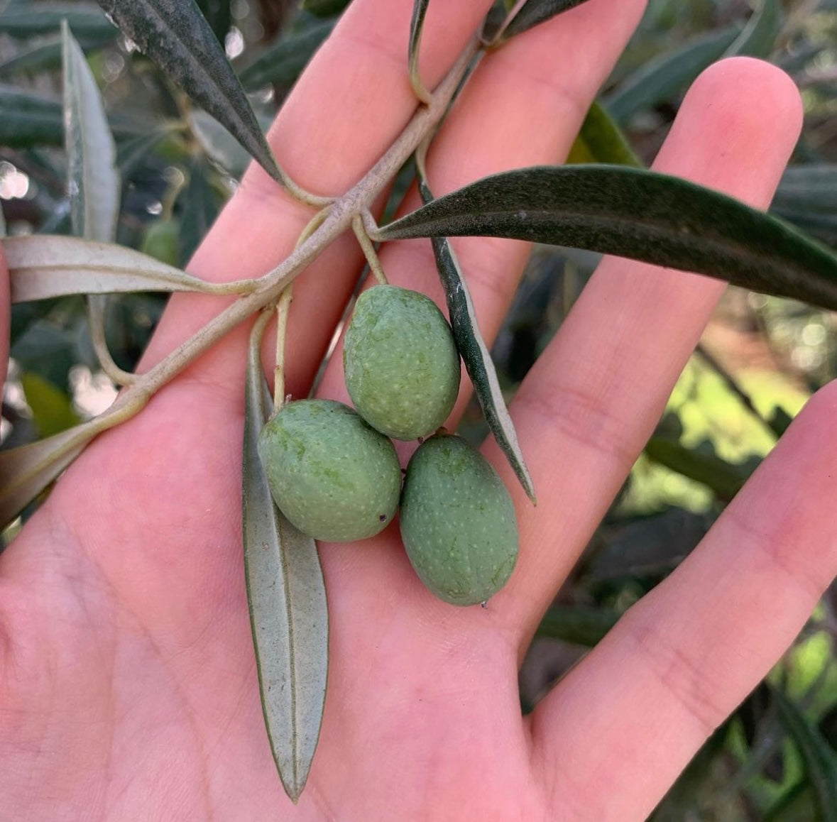 Mie Radici First Cold Pressed, Organic Extra Virgin Olive Oil